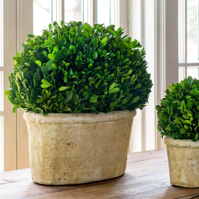 Potted Oval Preserved Boxwood